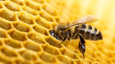 PROPOLIS