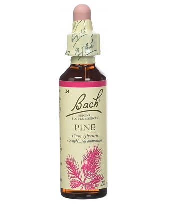 BACH FLOWER N° 24 PINE = PIN SYLVESTRE