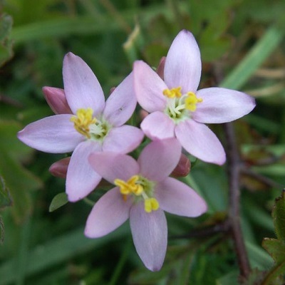 FLOWER COMPLEX